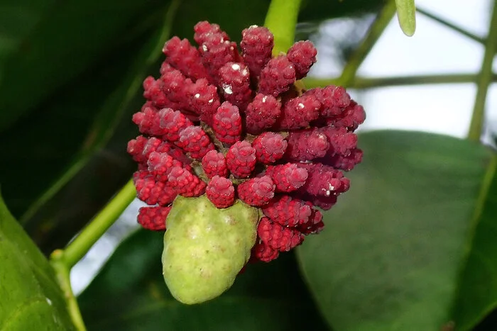 Дерево-динамит, одно из самых опасных на планете Дикая природа, Редкий вид, Растения, Ботаника, Длиннопост Дерево-динамит, одно из самых опасных на планете Дикая природа, Редкий вид, Растения, Ботаника, Длиннопост