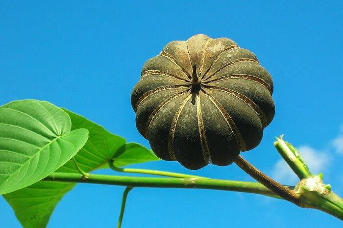 Дерево-динамит, одно из самых опасных на планете Дикая природа, Редкий вид, Растения, Ботаника, Длиннопост Дерево-динамит, одно из самых опасных на планете Дикая природа, Редкий вид, Растения, Ботаника, Длиннопост