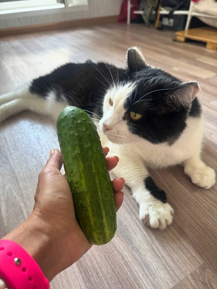 Кстати этот огурец я вырастила сама на балконе ! Горжусь :)