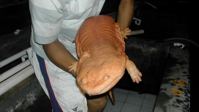 Читатель, у тебя есть саламандра? Тогда держи, читатель, саламандру.