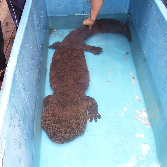 Как нам всем хорошо известно, кошки очень любят забираться в коробки.