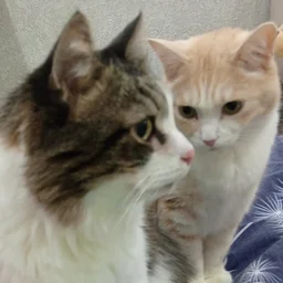 2cats.Murmuary