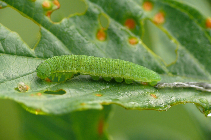 Гусеница Лимонницы.