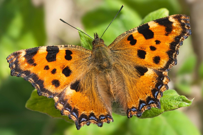 Многоцветница.