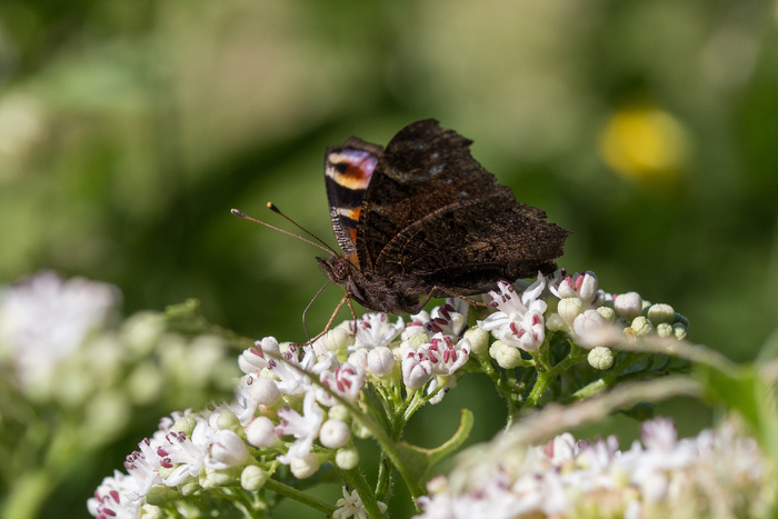 Нижняя сторона крыльев Павлиньего глаза, позволяющая бабочке маскироваться среди листьев и коры.