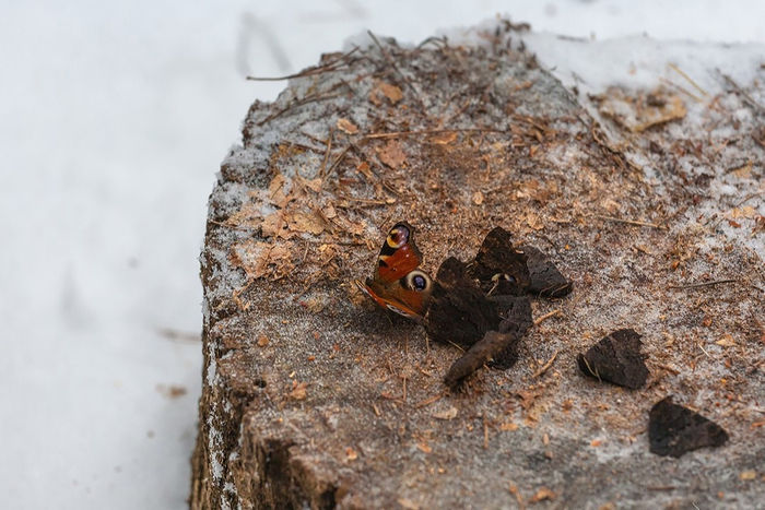 «Зимовка» Павлиньего глаза.