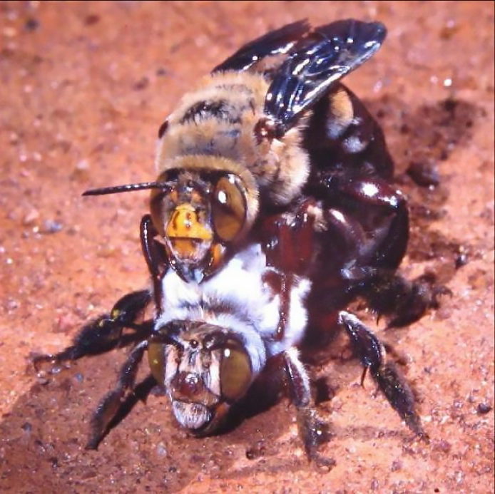 Выжившие продолжатели рода