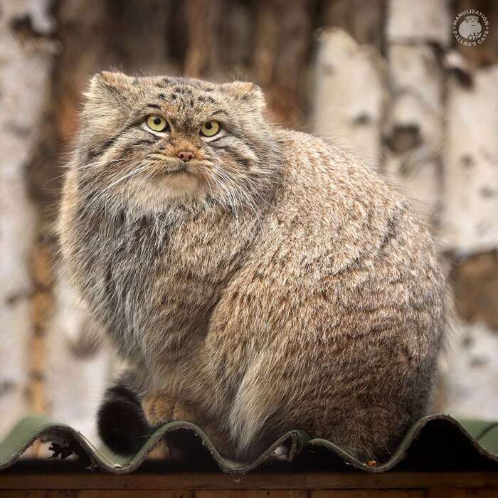   @RomanPaulov.   <a href="https://pikabu.ru/story/pozdravlyaem_imeninnikov_12811383?u=https%3A%2F%2Ft.me%2Fmanulization%2F677&t=%D1%82%D0%B5%D0%BB%D0%B5%D0%B3%D1%80%D0%B0%D0%BC%20%D0%BA%D0%B0%D0%BD%D0%B0%D0%BB%20%D0%9C%D0%B0%D0%BD%D1%83%D0%BB%D0%B8%D0%B7%D0%B0%D1%86%D0%B8%D1%8F&h=51a1d01ce0420afd54722712ce7a8c445a15cd76" title="https://t.me/manulization/677" target="_blank" rel="nofollow noopener">  </a>