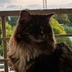 PicabuCat