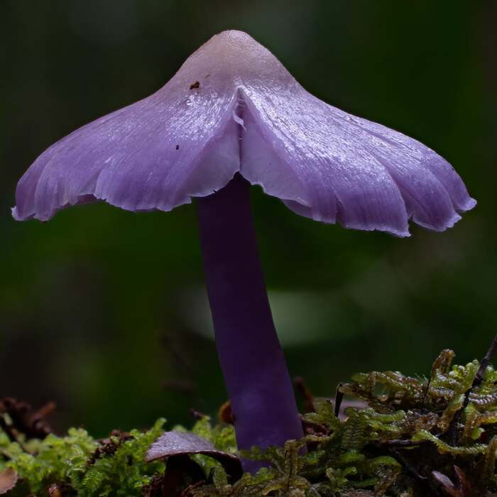 Porpolomopsis lewelliniae , ,  , , , 