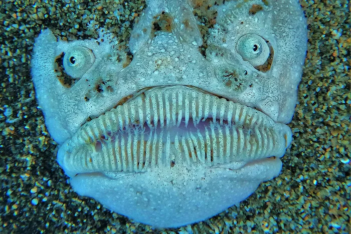 Единственное в мире существо способное убить молнией из глаз Биология, Редкий вид, В мире животных, Рыба, Животные, Дикая природа, Длиннопост Единственное в мире существо способное убить молнией из глаз Биология, Редкий вид, В мире животных, Рыба, Животные, Дикая природа, Длиннопост