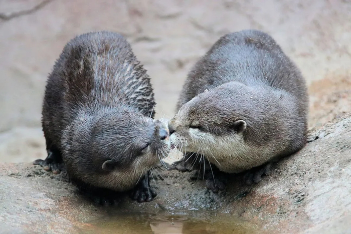 Фото милее вы сегодня уже не увидите!