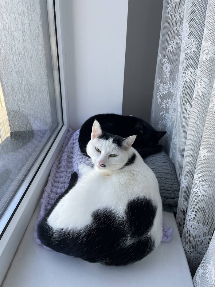 Настоящий кот, залайкайте, пожалуйста)