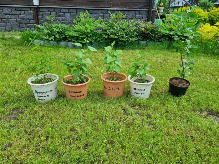 Малыши слева, двухцветная Сенсейшн справа