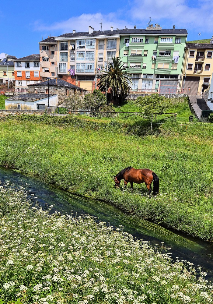 Река Суарон. Водоросли в цвету