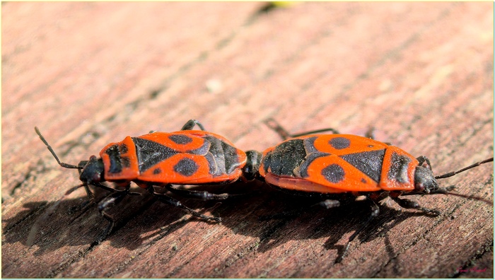 Тяни-толкай