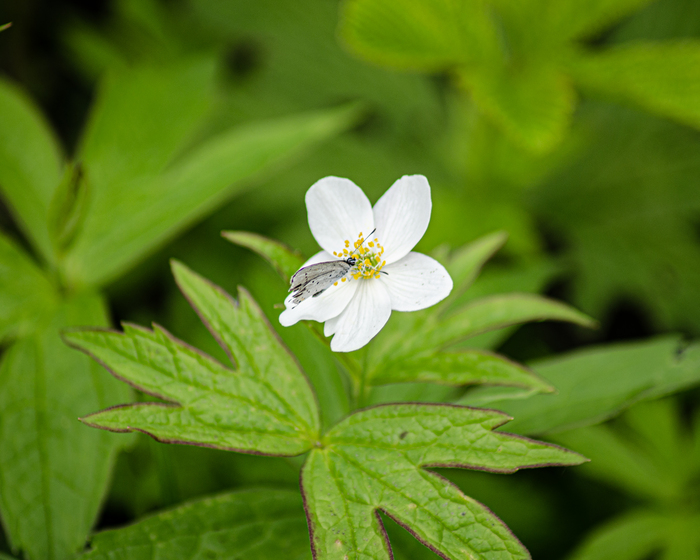 Анемона лесная