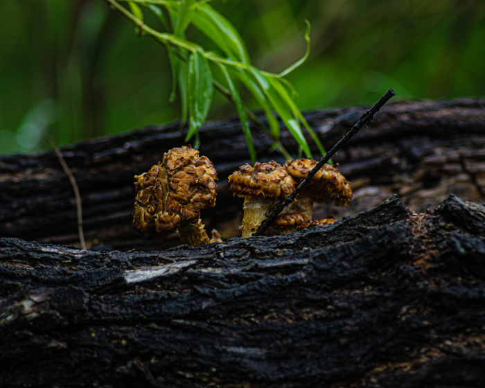 Чешуйчатка обыкновенная