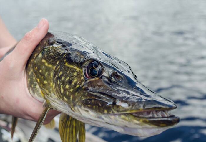 Ловля щуки с берега