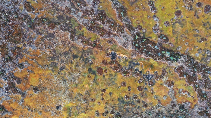 Осенняя палитра верхового болота в Водлозерском национальном парке, республика Карелия.