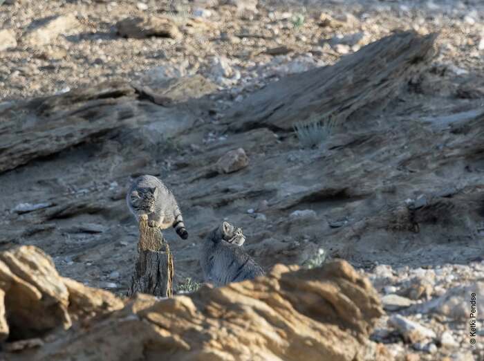 Манульчик с мамой.