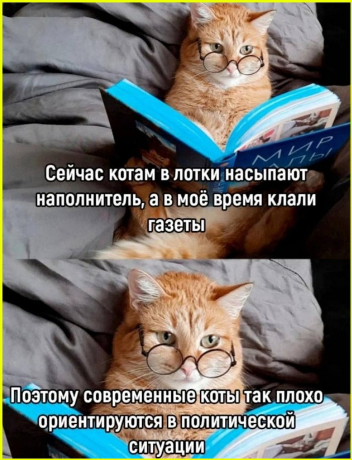Современные коты