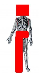 Схематичный рисунок найденного расчлененного второго женского тела. Красными линиями показывают места разрезов. Не найденные части тела закрашены.