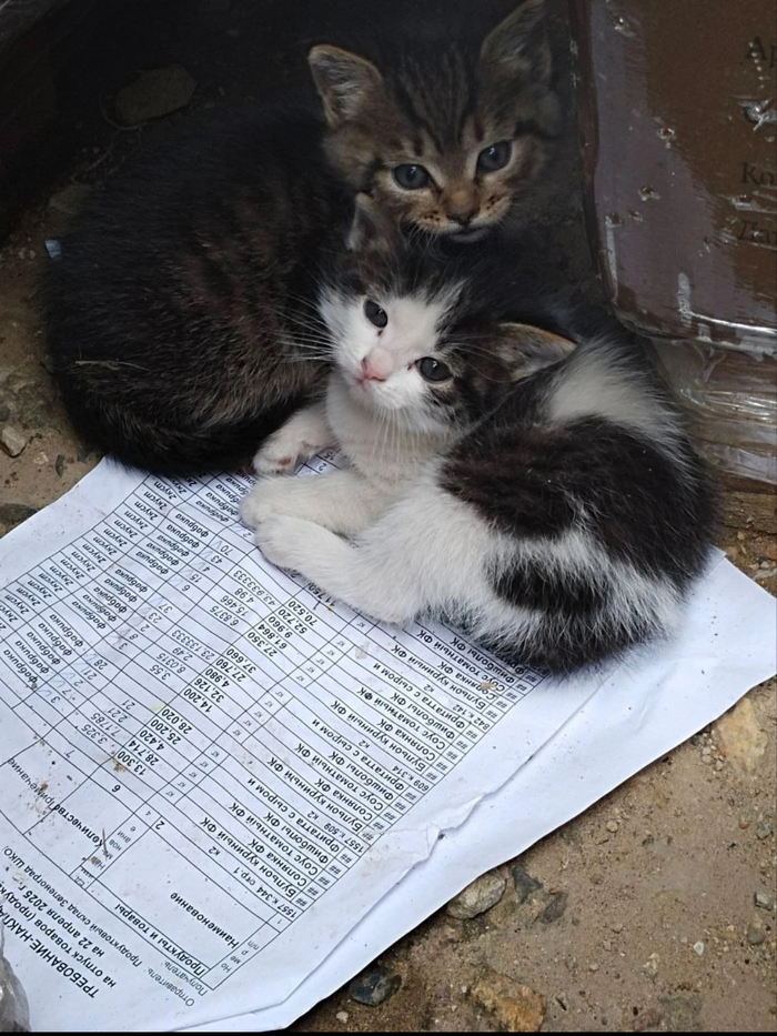      , ,  , , , , ,  ,  , ,   