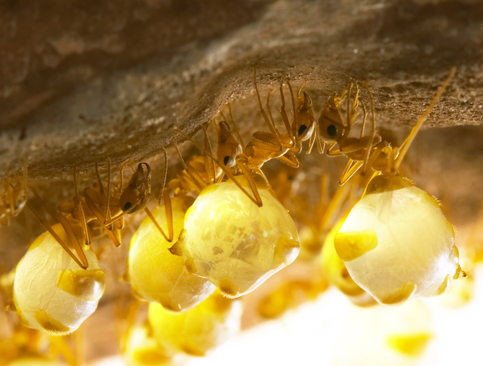 Амброзия есть!