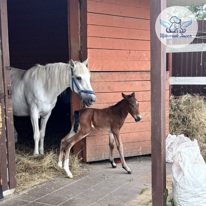 ��������� ������� ��������, ������ ��� � ������ ���� �� ������� ������������ ����������