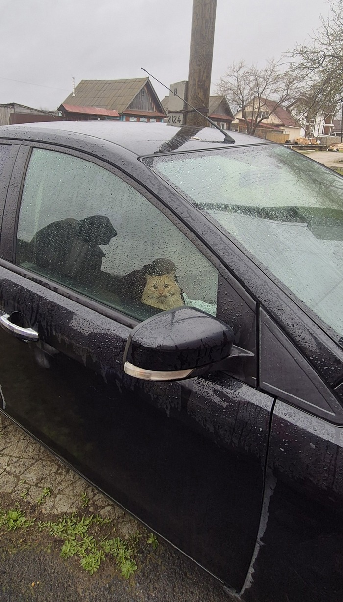 Привезли внука к бабушке