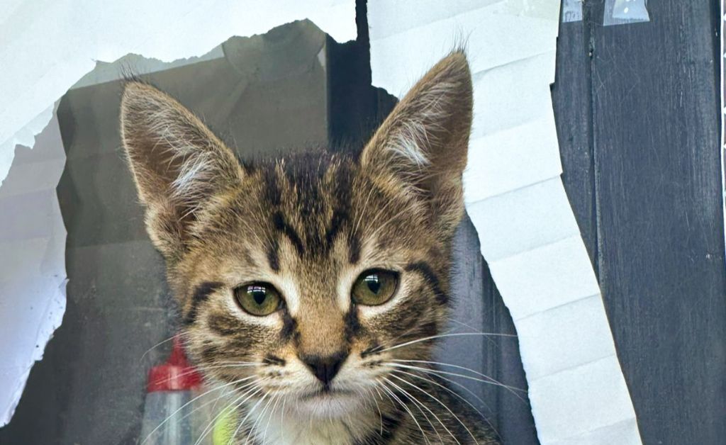 Полосатый котенок в добрые руки! Москва/МО | Пикабу