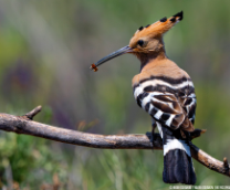 ���� �������������� ������� (���)