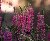 ���������� ��������