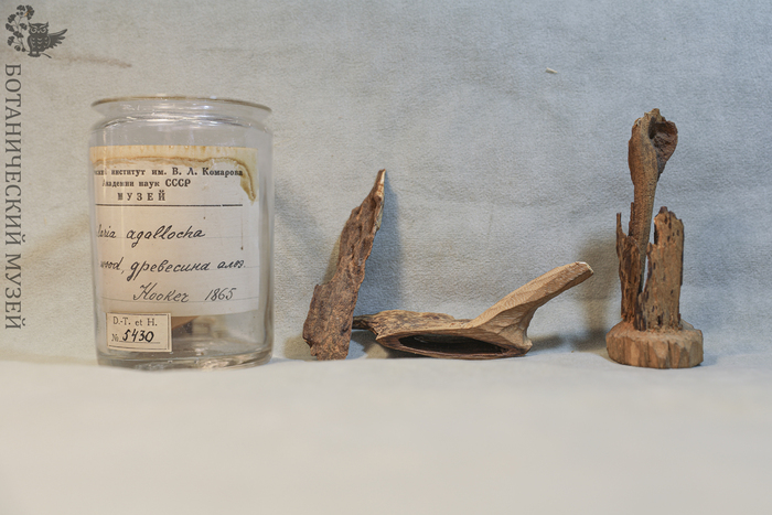 Древесина агарового дерева, 1865г. Из фондов Ботанического музея БИН РАН.