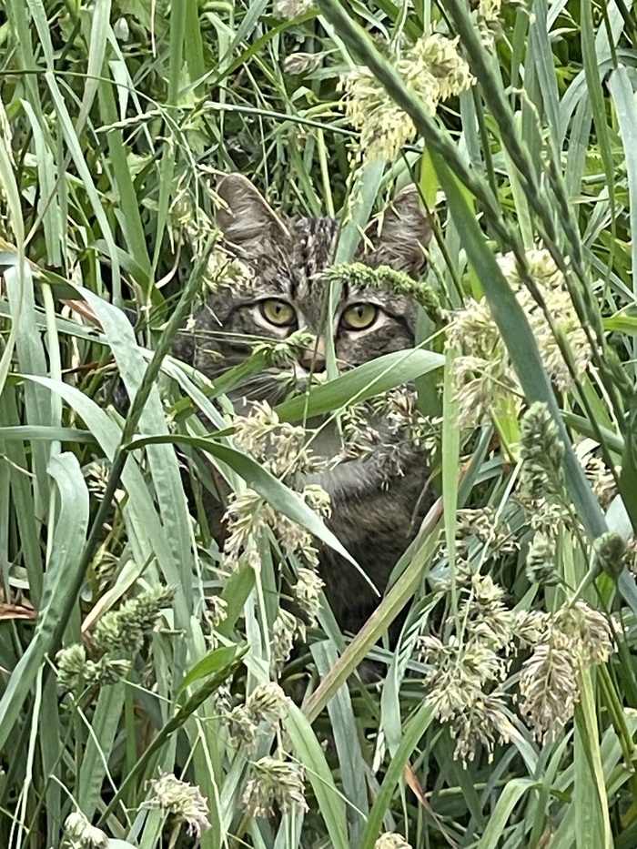 Хищник в засаде