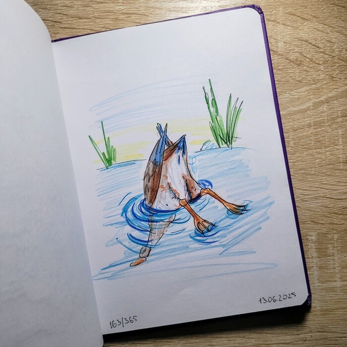   . 163/365 , , 