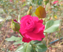 ����. (���� ��������� ��� ������� �������)