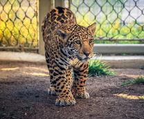 ����! �� ���� ������...