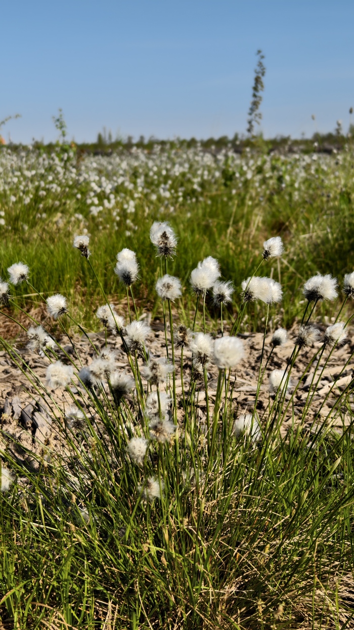 Пушица влагалищная (Eriophorum vaginatum)