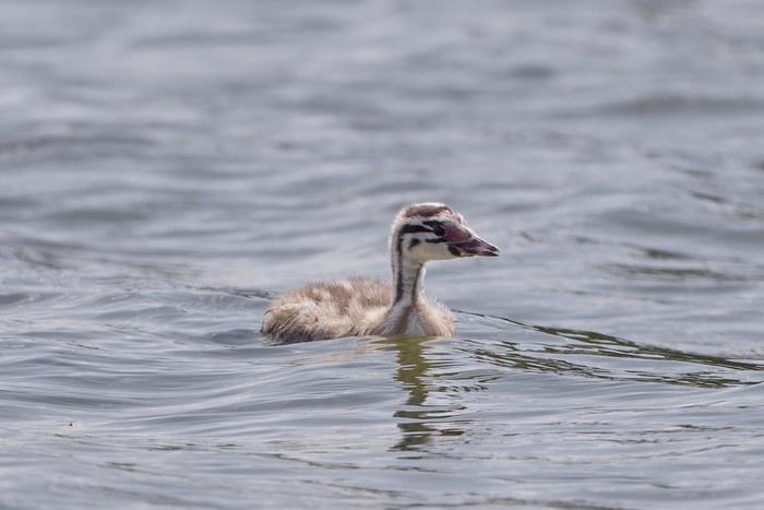 У птенцов чомги очень необычный окрас — как у зебры на минималках.