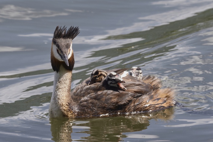 Полосатый рисунок головы и шеи — это типичная защитная окраска для молодняка. В первые недели жизни птенцы часто держатся рядом с родителями или даже путешествуют на их спине.