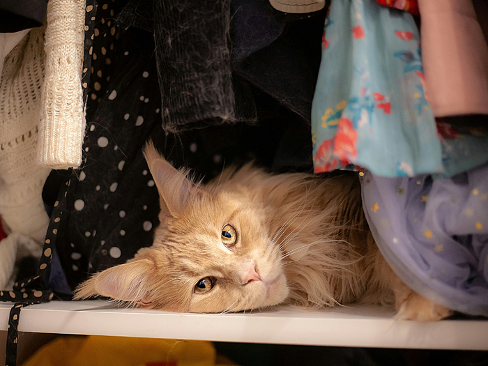  ,      ,      ,    - .