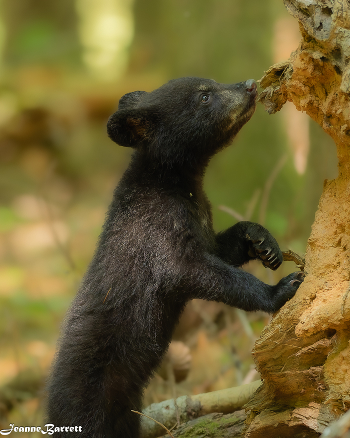 Любопытный нос