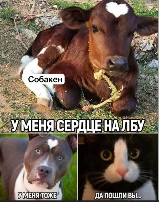 Котик недоволен