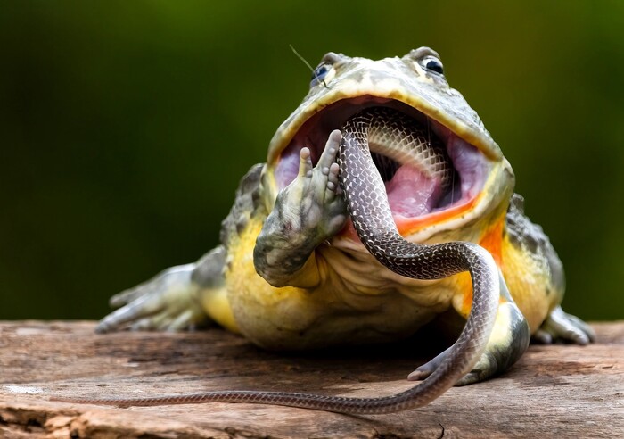  :    It Is Wednesday My Dudes, , , -, , , 