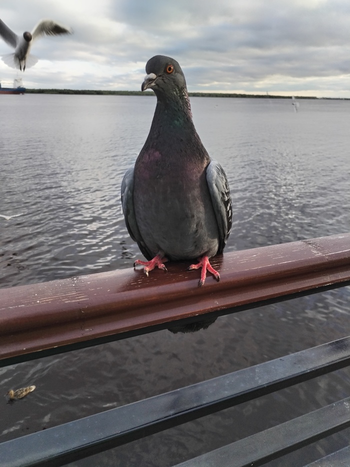 ! , , 