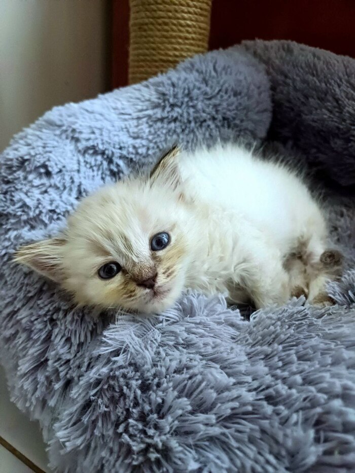 ������� ����� ������