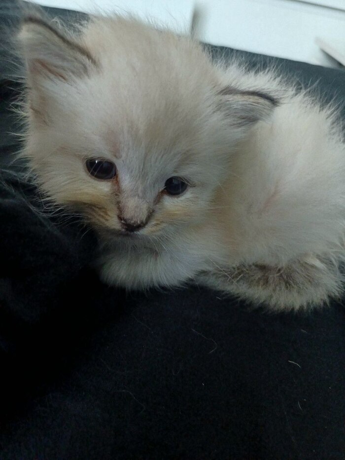 ����� ����������� ��������) ����� ����� ������ ��� ����� ������ ��� �������� ���)