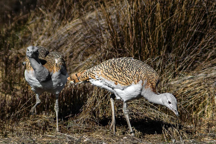 Самая большая птица России: спешите видеть, она готовится к вымиранию В мире животных, Биология, Редкий вид, Птицы, Дрофа, Животные, Дикая природа, Природа России, Длиннопост